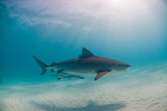 Tiger shark swimming with fish underwater