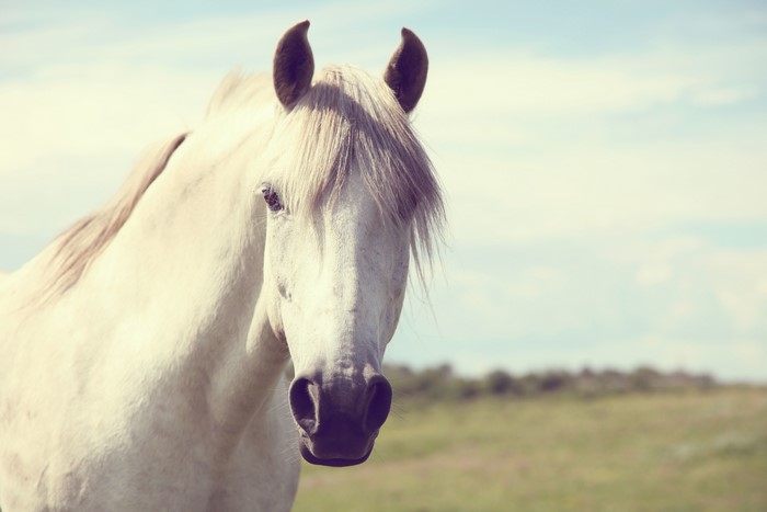 White Horse Head Close-up