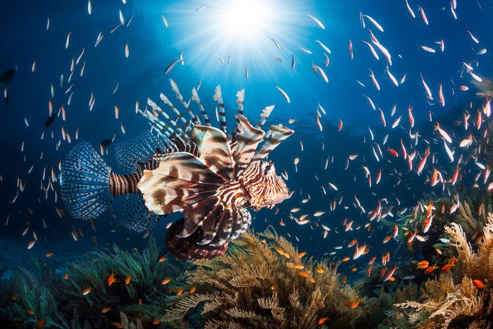 Lionfish swimming in a school of fish near coral