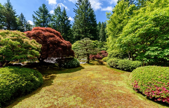 Portland Japanese Garden with trees and shrubs