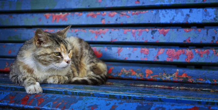 Cat on a blue bench