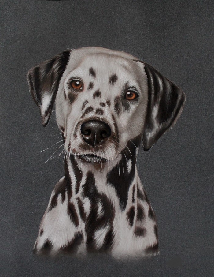 Dalmatian Dog Portrait Painting