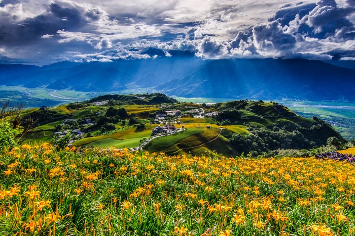 Daylily Fields in Fuli, Hualien, Taiwan