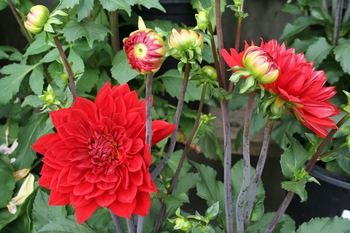 Red Dahlias and Buds