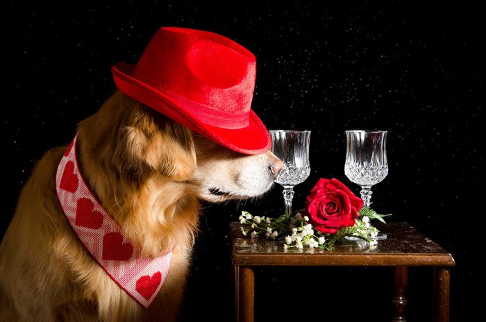 Golden Retriever dog wearing a red hat and heart bandana