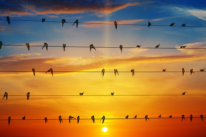Birds perched on electric wires during sunset