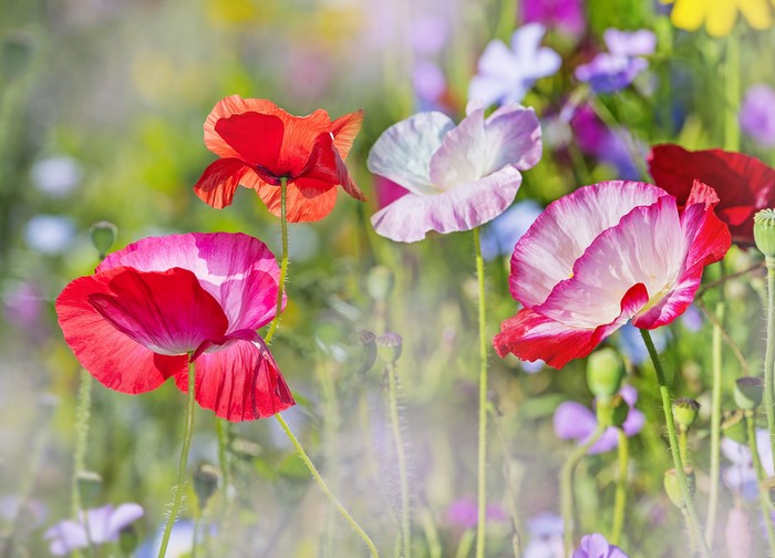 Field of colorful poppies in bloom