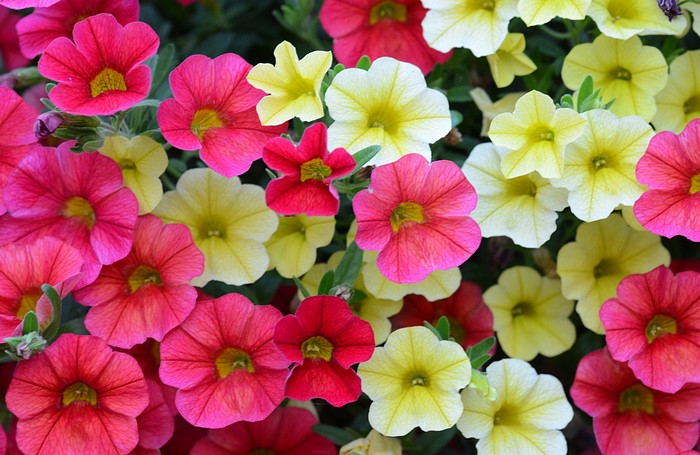Calibrachoa flowers in pink, red, and yellow