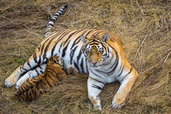 Tiger mother nursing her cub in dry grass