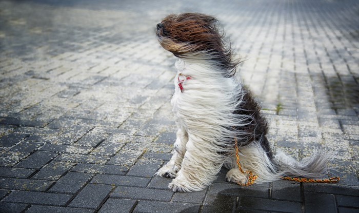 A shaggy dog sits in the wind