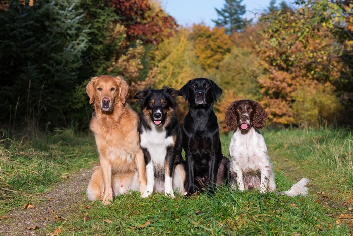 Four dogs sitting in a forest during autumn