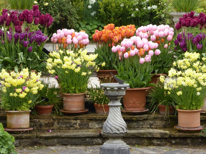 Tulips and Daffodils in Garden Harlow Carr, United Kingdom