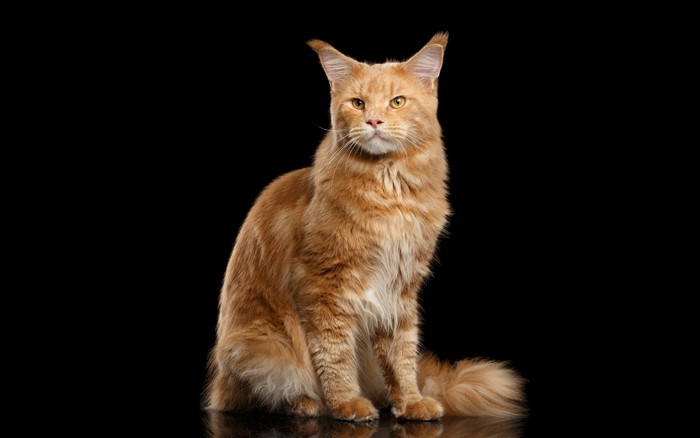 Orange Maine Coon Cat on Black Background