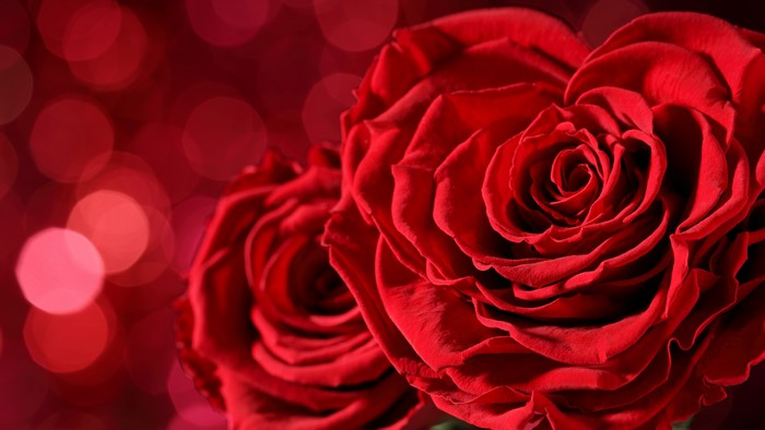Two red roses with bokeh background