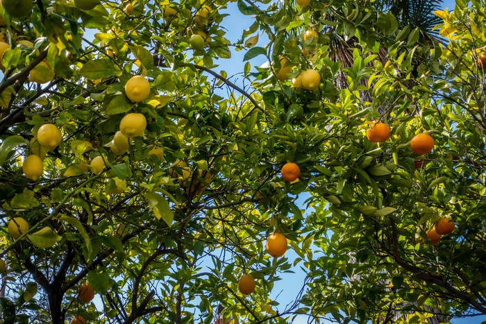 Lemons and Oranges on Tree Branches