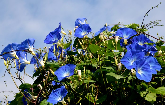 Blue Morning Glory Flowers