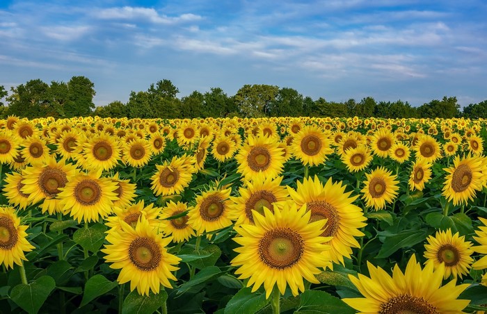 Field of Sunflowers under a Blue Sky