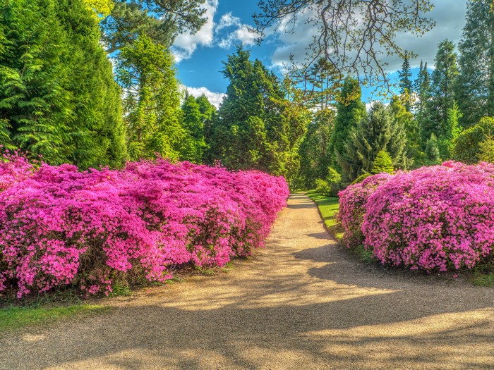 4K HDR Rhododendron Avenue in Sheffield Park, England