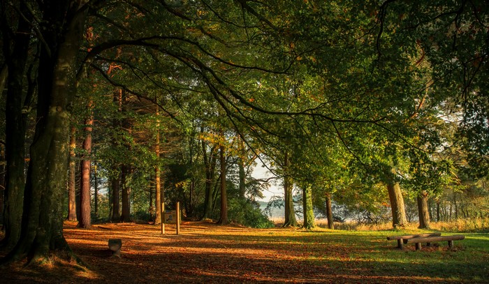 Forest with trees and benches in Ireland