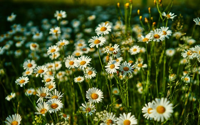 Field of white daisies with yellow centers