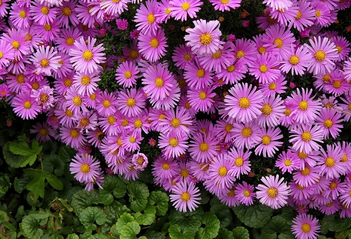 Pink Asters in Bloom
