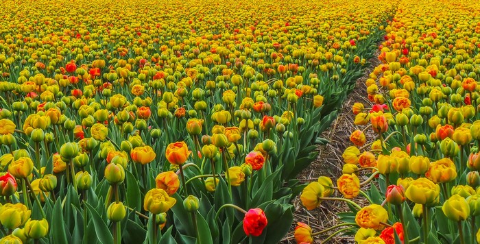 Field of Yellow and Red Tulips in the Netherlands