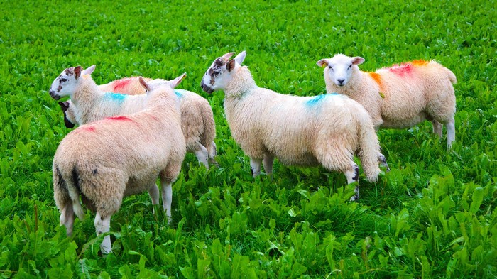 Sheep with colored markings in a grassy field