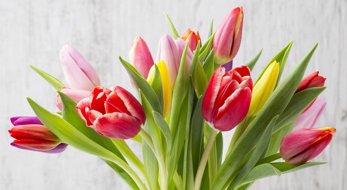 4K Tulips Closeup