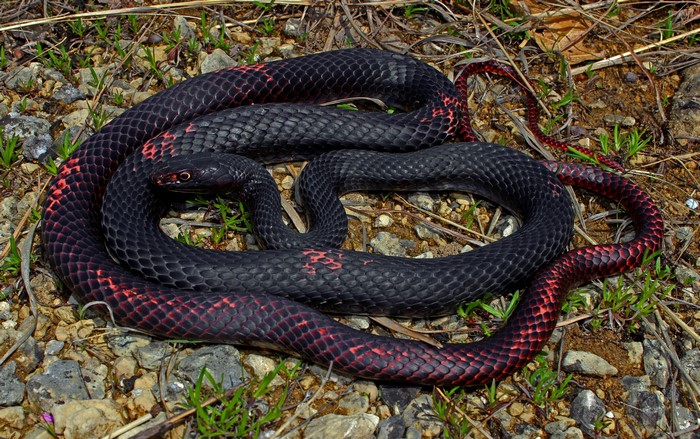 4K Eastern Coachwhip Snake