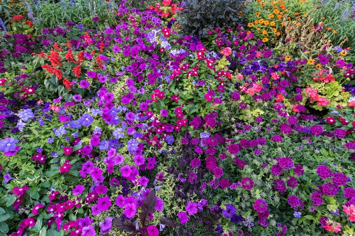 A vibrant flower bed with many colorful blooms