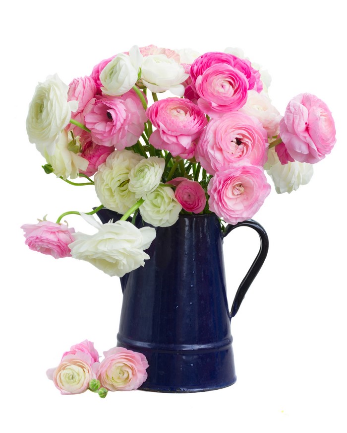 Pink and white ranunculus flowers in a blue pitcher