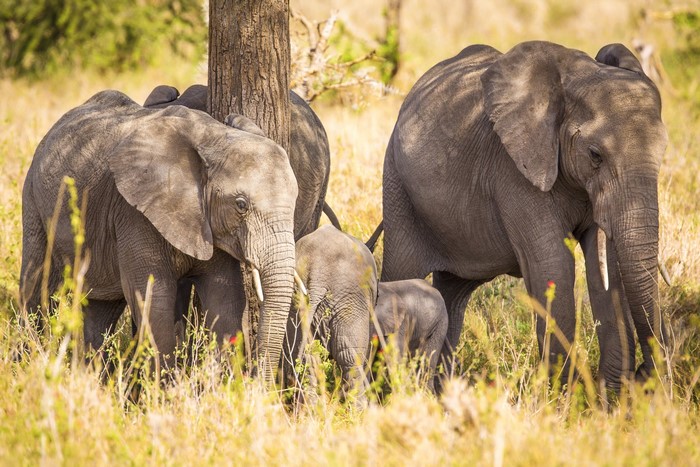 Elephants and cubs near a tree