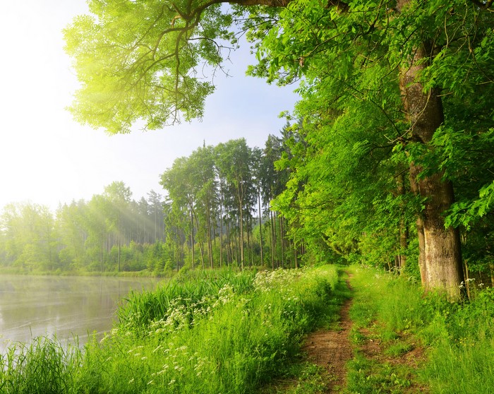 Summer lake with trees and a path