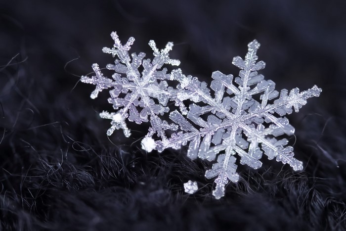 Close-up of two delicate snowflakes on dark fabric