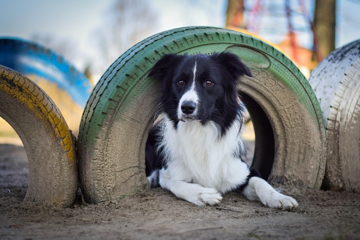 Border Collie dog resting in a tire obstacle