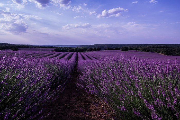 Lavender Fields in Malacuera, Spain