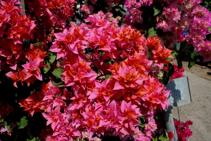 Close-up of vibrant pink and orange Bougainvillea flowers