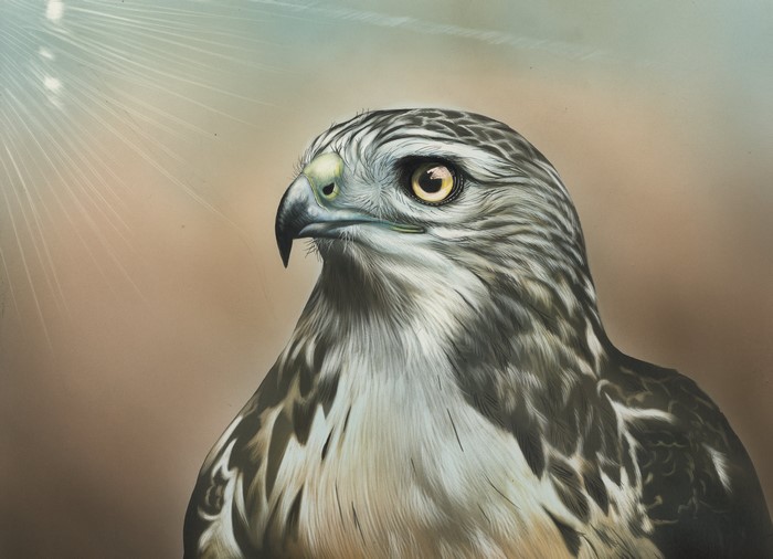 Painting of a Hawk