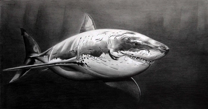Black and White Painting of a Great White Shark