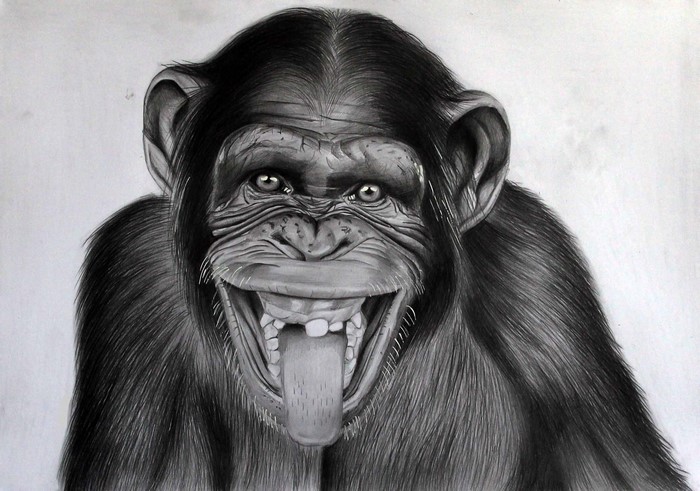 Black and white drawing of a chimpanzee sticking its tongue out