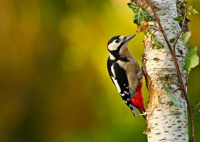 Great Spotted Woodpecker on a Birch Tree Trunk