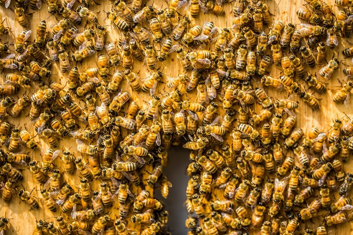A large swarm of bees on a wooden surface