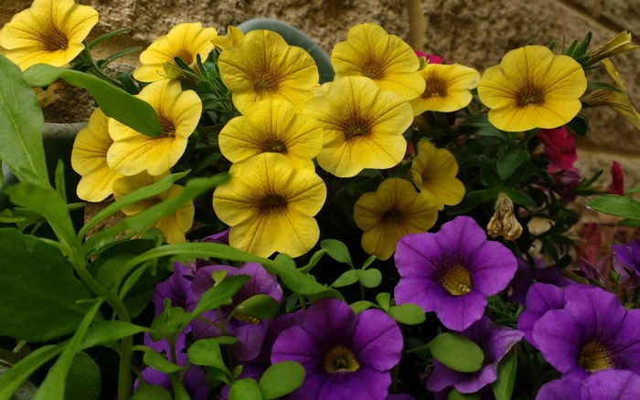 Yellow and purple calibrachoa flowers