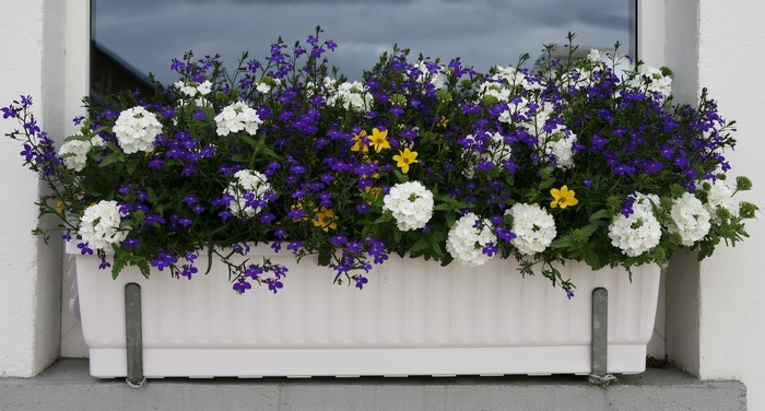 Window box with purple lobelia and white verbena flowers