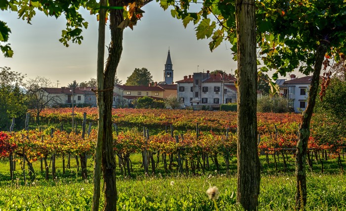 Vineyard in Vipava, Slovenia with Houses and Church Tower