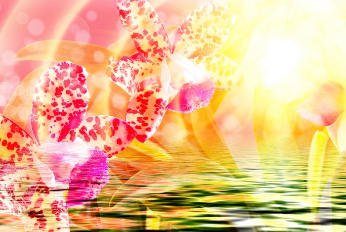 4K Orchid Closeup Reflection on Water