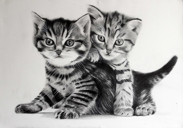 Two Tabby Kittens Pencil Drawing