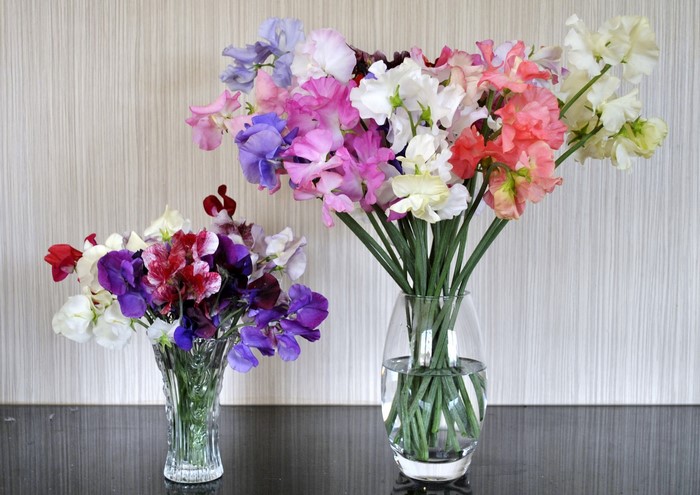 Bouquets of Sweet Peas in Vases