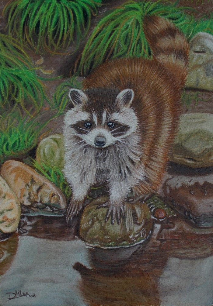 Painting of a Raccoon by a Stream