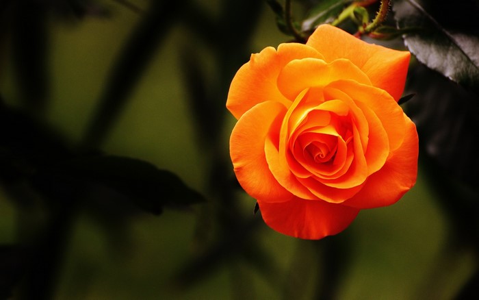 Orange rose in bloom